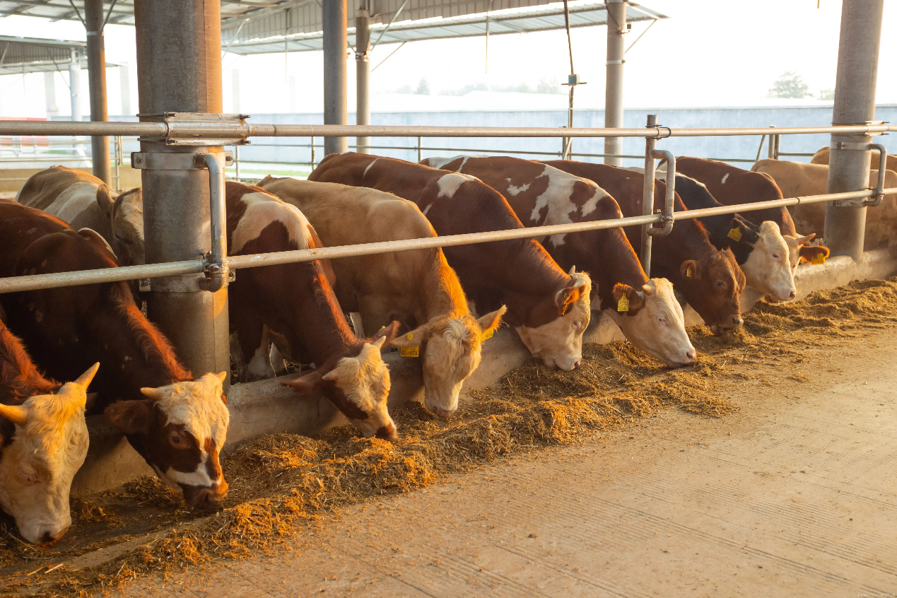 圖片1.png 圖片1.png